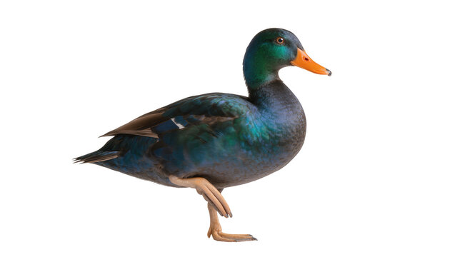 Greenhead Mallard Duck Standing Profile View
