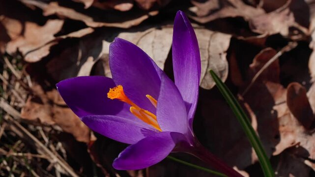 A spring crocus saffron bloom. Purple and lilac petals stand out vividly against a backdrop of dry, last year's leaves on the ground. A detailed close-up shot in the bright sunlight.