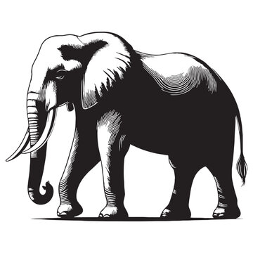 Asian Elephant, Elephas maximus, wildlife, mammal, jungle, forest, India, Sri Lanka, Thailand, endangered, conservation, nature, giant, herbivore, trunk, tusks, habitat, safari, biodiversity.