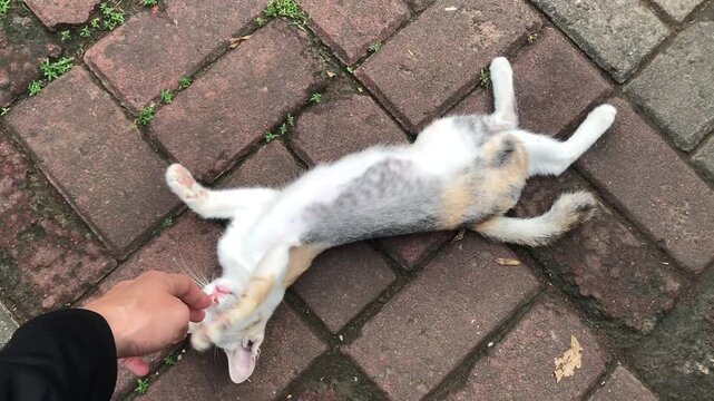 A calico cat is being petted on its back while lying on a brick pathway.
