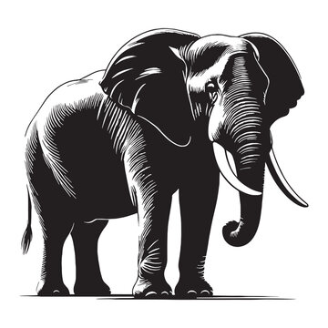Asian Elephant, Elephas maximus, wildlife, mammal, jungle, forest, India, Sri Lanka, Thailand, endangered, conservation, nature, giant, herbivore, trunk, tusks, habitat, safari, biodiversity.