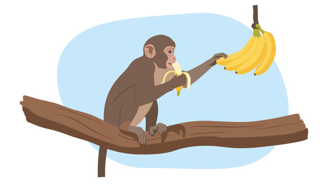 Clever monkey sits on a thick tree branch eating a peeled banana while reaching for more fruit hanging above.