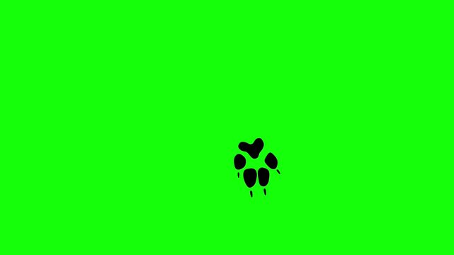 Animation of hoofed cat footprints walking over green screen background. Pet footprints