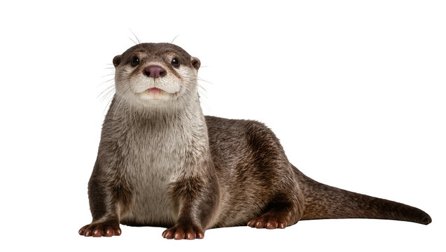 Brown River Otter Sitting Upright with Furry Body and Long Tail