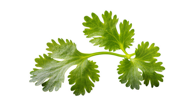 Fresh vibrant green cilantro sprig with delicate leaves and stem