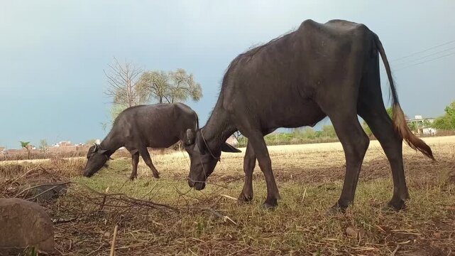 Low angle shot of Indian buffaloes grazing on dry grass in a rural field under a dramatic cloudy sky