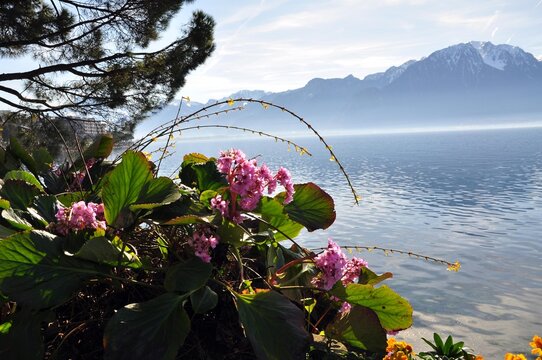 Genfer See bei Montreux