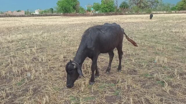 A group of Indian buffaloes grazing in a harvested dry field with lush green trees and a dramatic cloudy sky background.