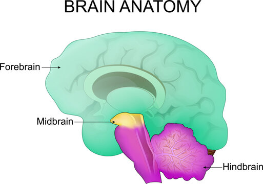 Brain anatomy. Part of human brain forebrain, midbrain, hindbrain.