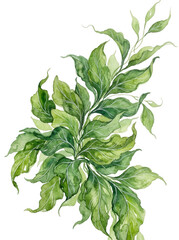 Fototapeta premium Basil leaves on transparent background, watercolor green herb