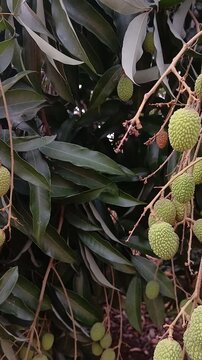 Video of green litchi in India.