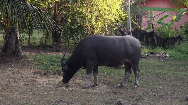 A water buffalo grazes peacefully on dry grass in a rural setting, tethered to a palm tree. The scene captures a common sight in tropical farm landscapes.
