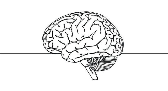 Human brain side view medical illustration