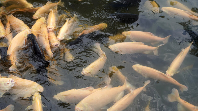 Group of fish swimming in pond water, mostly pale yellow to cream with a few darker ones. Ripples on surface highlight movement and natural aquatic interaction.