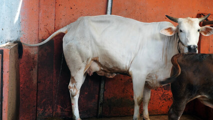White cow stands in rustic red barn beside a darker calf. © anungcamui