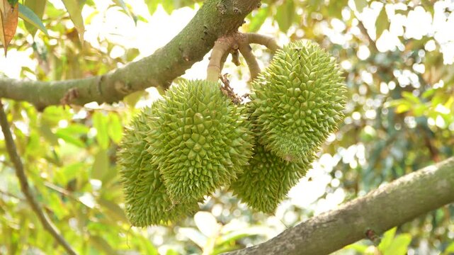 Macro view of a vibrant cluster of young baby durian fruits growing together on a sturdy branch, set against a beautifully blurred natural bokeh background.