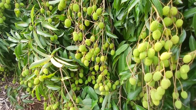 Video of green litchi in India.