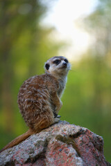 Fototapeta premium Close-up of a meerkat sitting on a rock