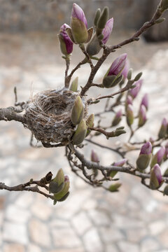 Vertical Spring Composition with Empty Nest on Magnolia Branch