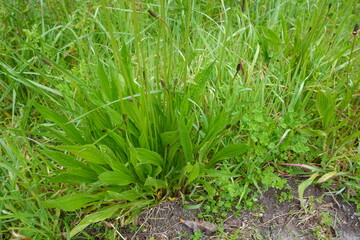 Ribwort plantain plant growing in green meadow © tonifrito