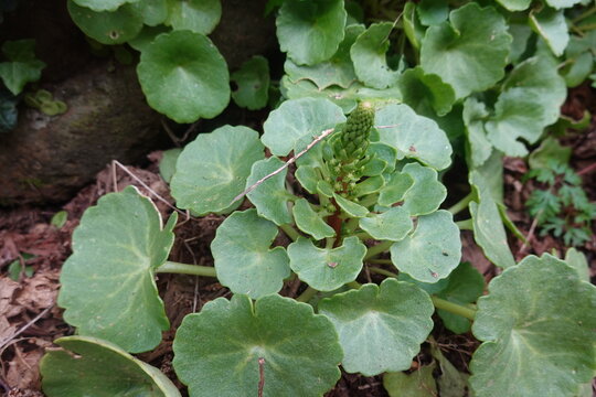 Navelwort succulent plant growing in garden