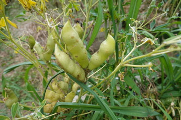 Lupine plant pods growing in garden © tonifrito