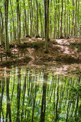 Obraz premium 美人林のブナ林と水面に映る深緑の風景 / Deep green beech forest reflected on water in Bijinbayashi
