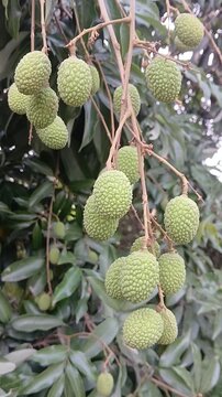 Video of green litchi in India.