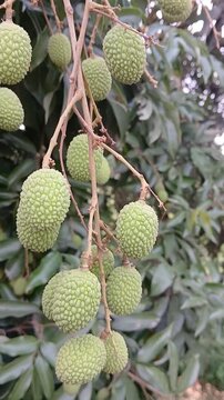 Video of green litchi in India.