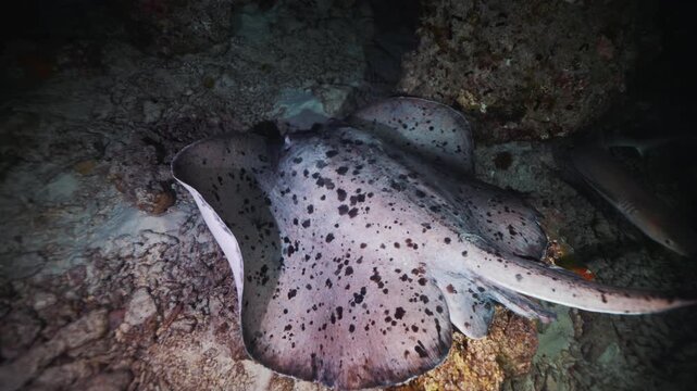 Divers shine a lantern deep underwater. Night diving in the Red sea near Egypt. Stingray, Underwater landscape, rocky pinnacles, canyons, walls and caves. Beautiful marine life ready for exploration.