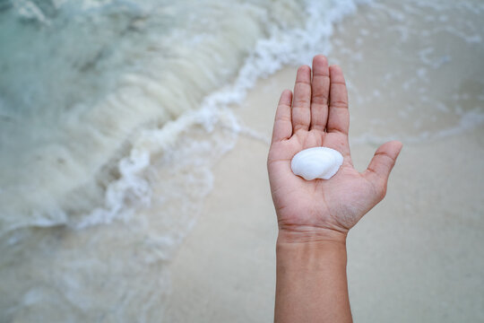 Close Up of a Single White Scallop Shell Resting in an Open Palm at the Water's Edge on a Sandy Beach