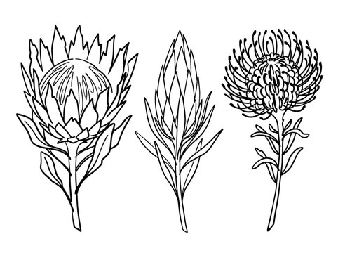 Protea Flower Ink Pen Sketch Set: King, Queen, Pincushion Minimalist Hand-drawn Line Art Illustrations