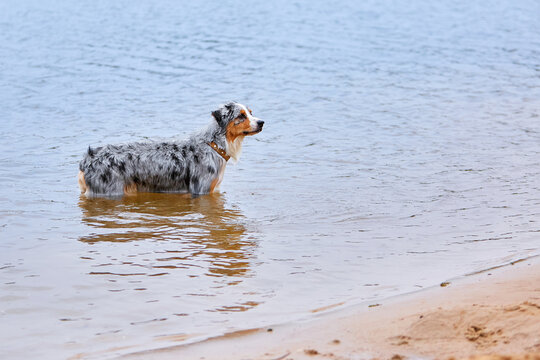 Blue merle Australian Shepherd standing in lake water. Purebred Aussie dog at a sandy beach shore during summer. Outdoor pet lifestyle, natural behavior, calm water ripples, leather collar.