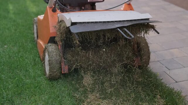 A man uses a professional gasoline scarifier to remove moss and thatch from a green lawn in a private house backyard.