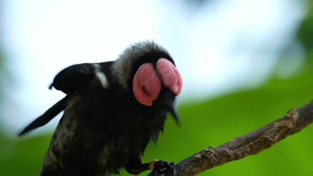 A Coleto (Sarcops calvus) perches on a tree branch, ruffling its feathers and preening itself with its beak, close up shot.