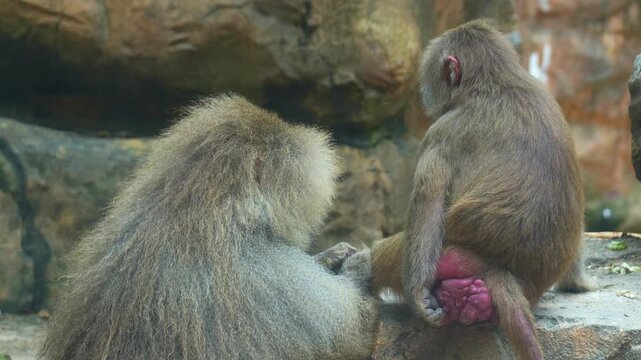 A Hamadryas Baboon (Papio hamadryas) gives a juvenile a thorough grooming, searching for parasites in its fur, close up shot.