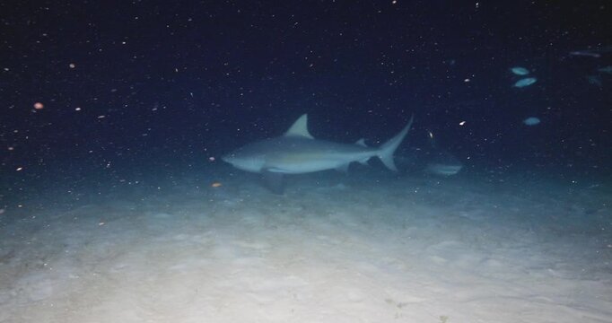 Distant night underwater view of a bull shark swimming over sandy ocean floor in dark blue water
