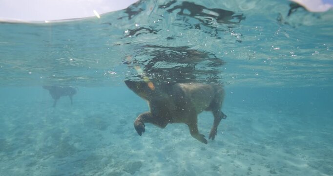 Split level view of a pig swimming underwater in clear tropical ocean with sunlight and surface waves