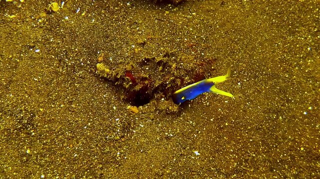 A brilliantly colored blue-and-yellow fairy wrasse hovers just above a sandy seabed near a small rocky outcrop, showcasing vivid tropical fish coloration in a muck-diving setting.