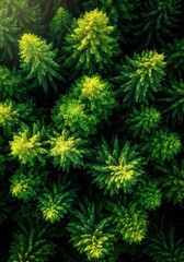 Fototapeta premium Aerial view captures a dense forest of evergreen pine trees illuminated by sunlight from above.