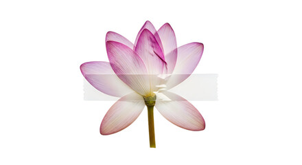 Obraz premium Beautiful pink desert flower blossom with delicate petals taped on a simple plain white surface