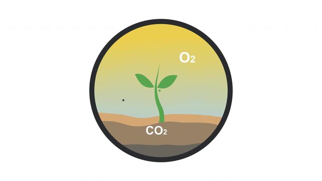 Regenerative Soil Health Animation. Carbon Sequestration and Oxygen Production Infographic on Alpha Channel.