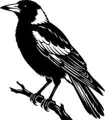 Obraz premium Australian magpie silhouette vector illustration