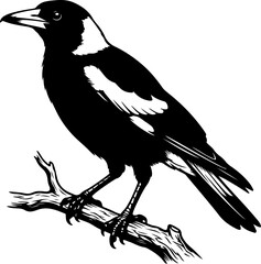 Obraz premium Australian magpie silhouette vector illustration