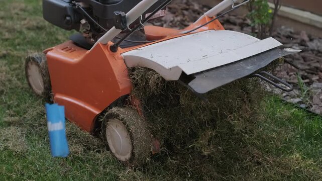 A man uses a professional gasoline scarifier to remove moss and thatch from a green lawn in a private house backyard.