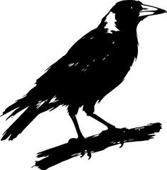 Obraz premium Australian magpie silhouette vector illustration