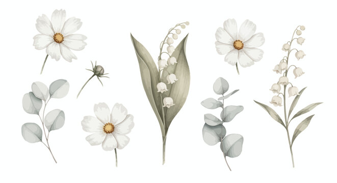 Delicate watercolor collection of white cosmos, lily of the valley, and eucalyptus leaves, perfect for spring designs and natural themes