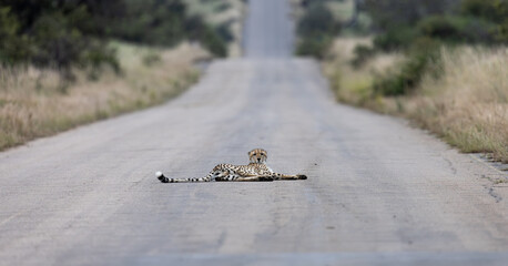 a cheetah resting on the tar road © Jurgens