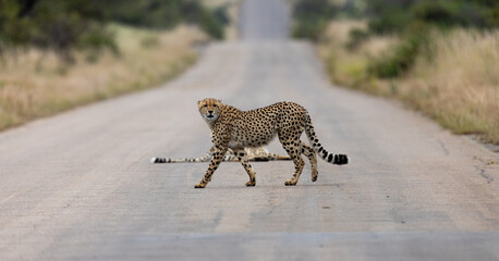 a cheetah crossing the road © Jurgens
