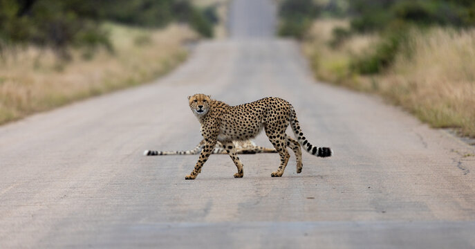 a cheetah crossing the road